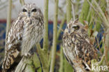 Short-eared Owl (Asio flammeus)