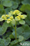 Alternate-leaved Golden Saxifrage (Chrysosplenium alternifolium)