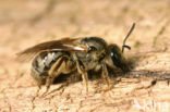 Viltige groefbij (Lasioglossum prasinum)