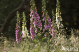 Foxglove (Digitalis spec.)