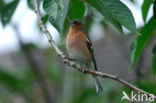 Chaffinch (Fringilla coelebs)