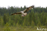 Visarend (Pandion haliaetus)