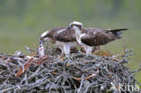 Visarend (Pandion haliaetus)