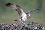 Visarend (Pandion haliaetus)