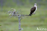 Visarend (Pandion haliaetus)