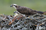 Visarend (Pandion haliaetus)