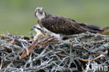 Visarend (Pandion haliaetus)