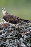 Visarend (Pandion haliaetus)