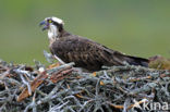 Visarend (Pandion haliaetus)