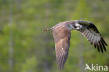 Visarend (Pandion haliaetus)