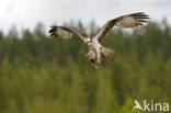 Visarend (Pandion haliaetus)