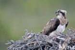 Visarend (Pandion haliaetus)