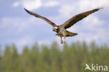 Visarend (Pandion haliaetus)