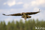 Visarend (Pandion haliaetus)