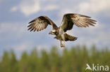 Visarend (Pandion haliaetus)