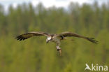 Visarend (Pandion haliaetus)