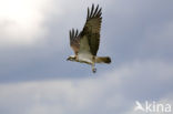 Visarend (Pandion haliaetus)