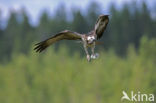 Visarend (Pandion haliaetus)