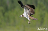 Visarend (Pandion haliaetus)