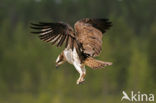 Osprey (Pandion haliaetus)