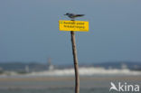 Common Tern (Sterna hirundo)