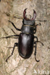 Vliegend hert (Lucanus cervus)