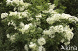 Vlier (Sambucus )