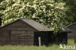 Elder (Sambucus )