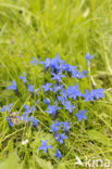 Voorjaarsgentiaan (Gentiana verna)