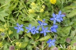 Voorjaarsgentiaan (Gentiana verna)