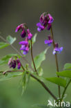 spring pea (Lathyrus vernus)