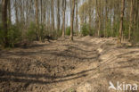 Voorsterbos