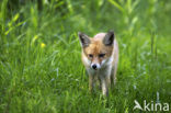 Vos (Vulpes vulpes)