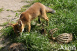 Fox (Vulpes vulpes)