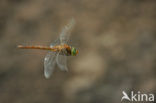 Northern Hawker (Aeshna isosceles)