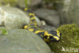 Vuursalamander (Salamandra salamandra) 