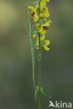 Wandelende tak (Leptynia hispanica)