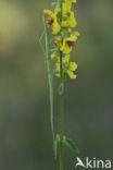 Spiny Flying Stick (Leptynia hispanica)