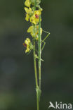 Wandelende tak (Leptynia hispanica)