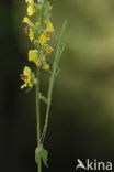 Spiny Flying Stick (Leptynia hispanica)