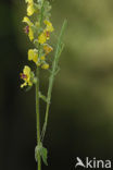 Wandelende tak (Leptynia hispanica)