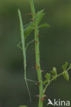 Spiny Flying Stick (Leptynia hispanica)