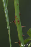 Spiny Flying Stick (Leptynia hispanica)