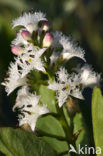 common buckbean (Menyanthes trifoliata)