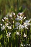 common buckbean (Menyanthes trifoliata)