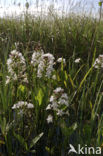 common buckbean (Menyanthes trifoliata)