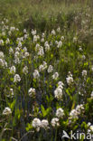 common buckbean (Menyanthes trifoliata)