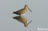 Common Snipe (Gallinago gallinago)