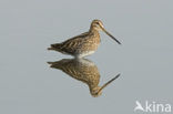 Common Snipe (Gallinago gallinago)