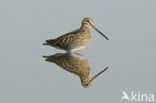 Watersnip (Gallinago gallinago) 